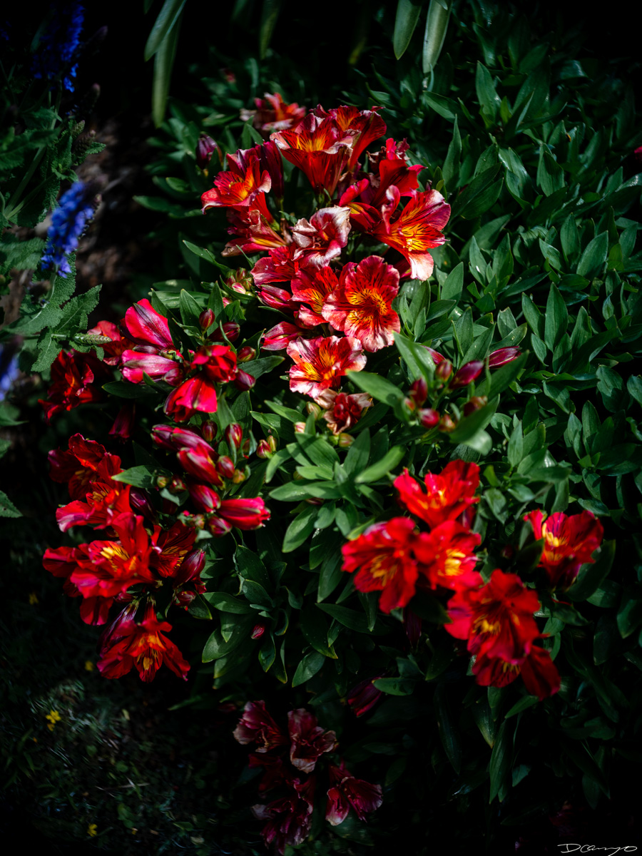 Pretty things that I wanted to take pictures of around Berkeley in 2023.